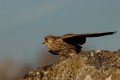 z-diaporama img_1918_tn 